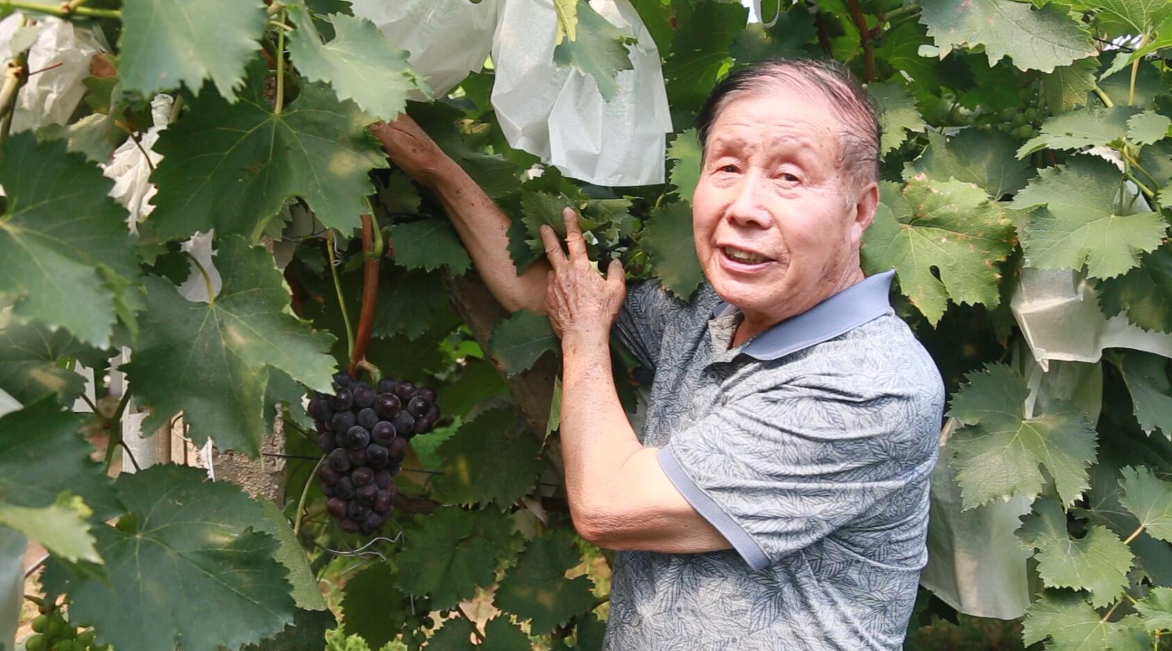 “戶太8號(hào)”產(chǎn)量是傳統(tǒng)葡萄3—6倍，富含抗癌微量元素白藜蘆醇