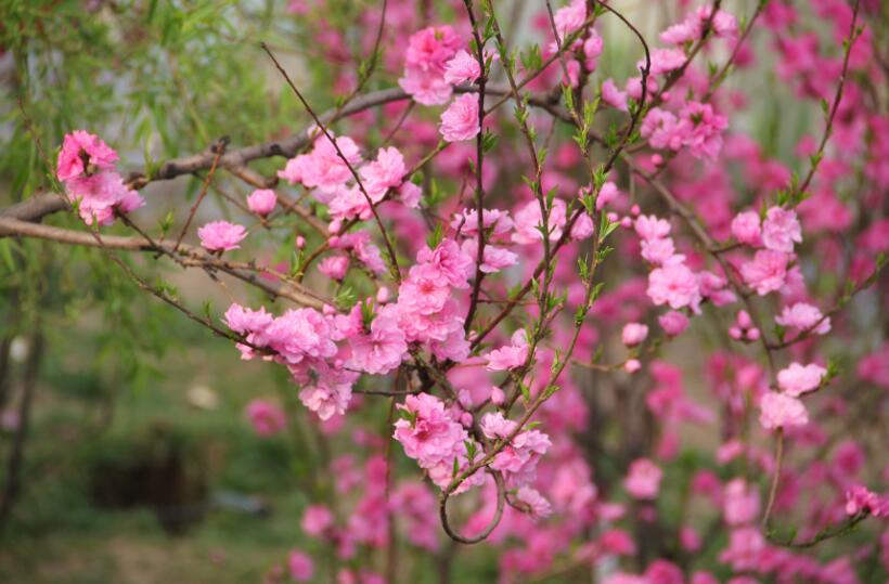 春風時節(jié)賞桃花
