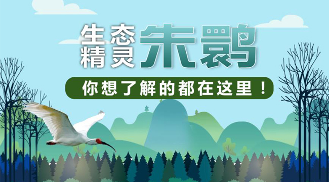 “生態(tài)精靈”朱鹮，你想了解的都在這里！