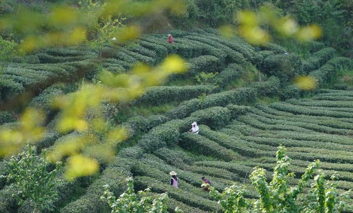 秦巴漢水間，百萬畝茶園帶來綠色“錢”景